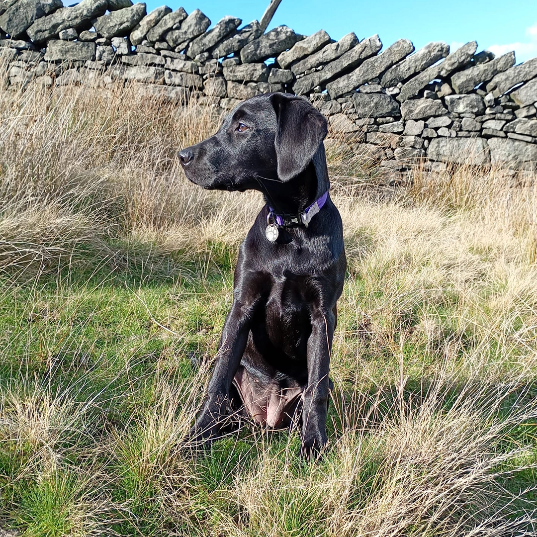 Hunting Dogs Patterns Gundog Training Huddersfield | Red Rock Dog Training