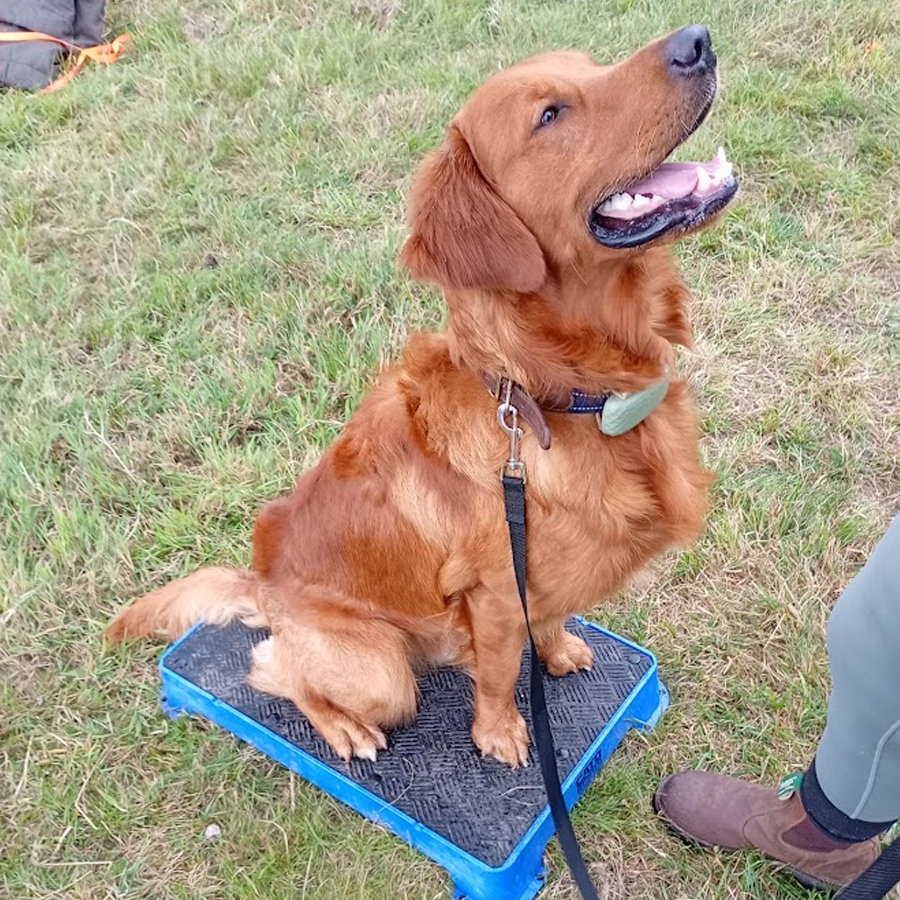 Pressure Solution Rocks Dog Behaviourist Huddersfield | Red Rock Dog Training